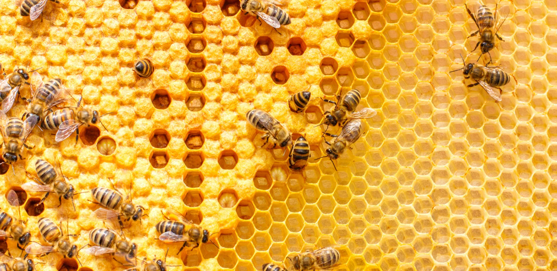 plaster miodu po którym chodzą pszczoły